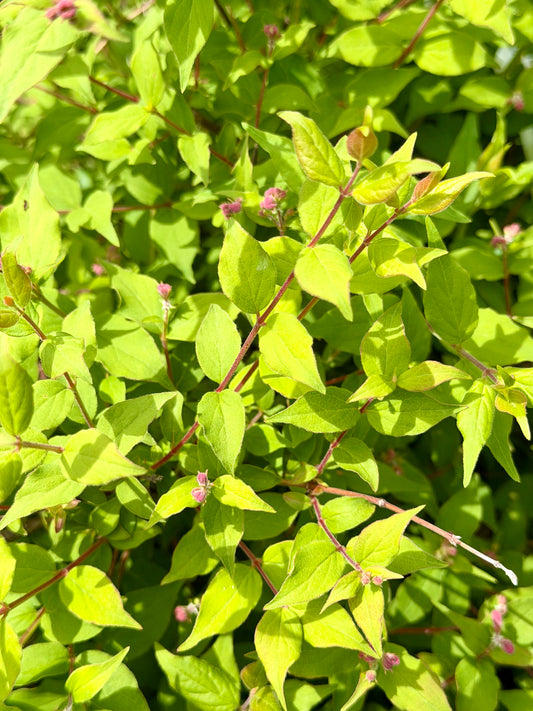 Close-up of green leaves with a blurred background