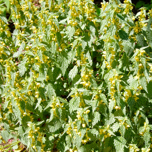 Lamiastrum galeobdolon 'Herman's Pride'