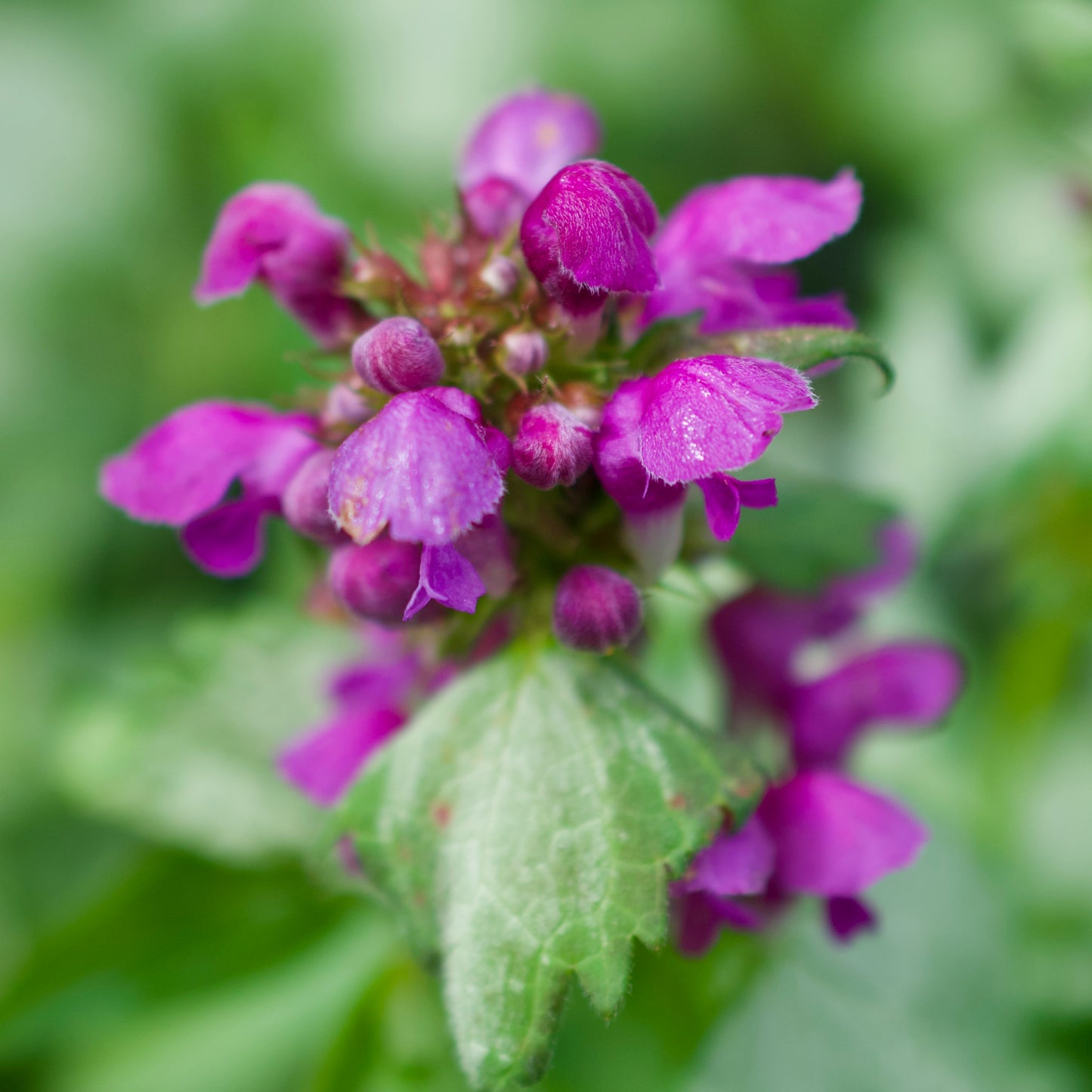 Lamium maculatum 'Beacon Silver'
