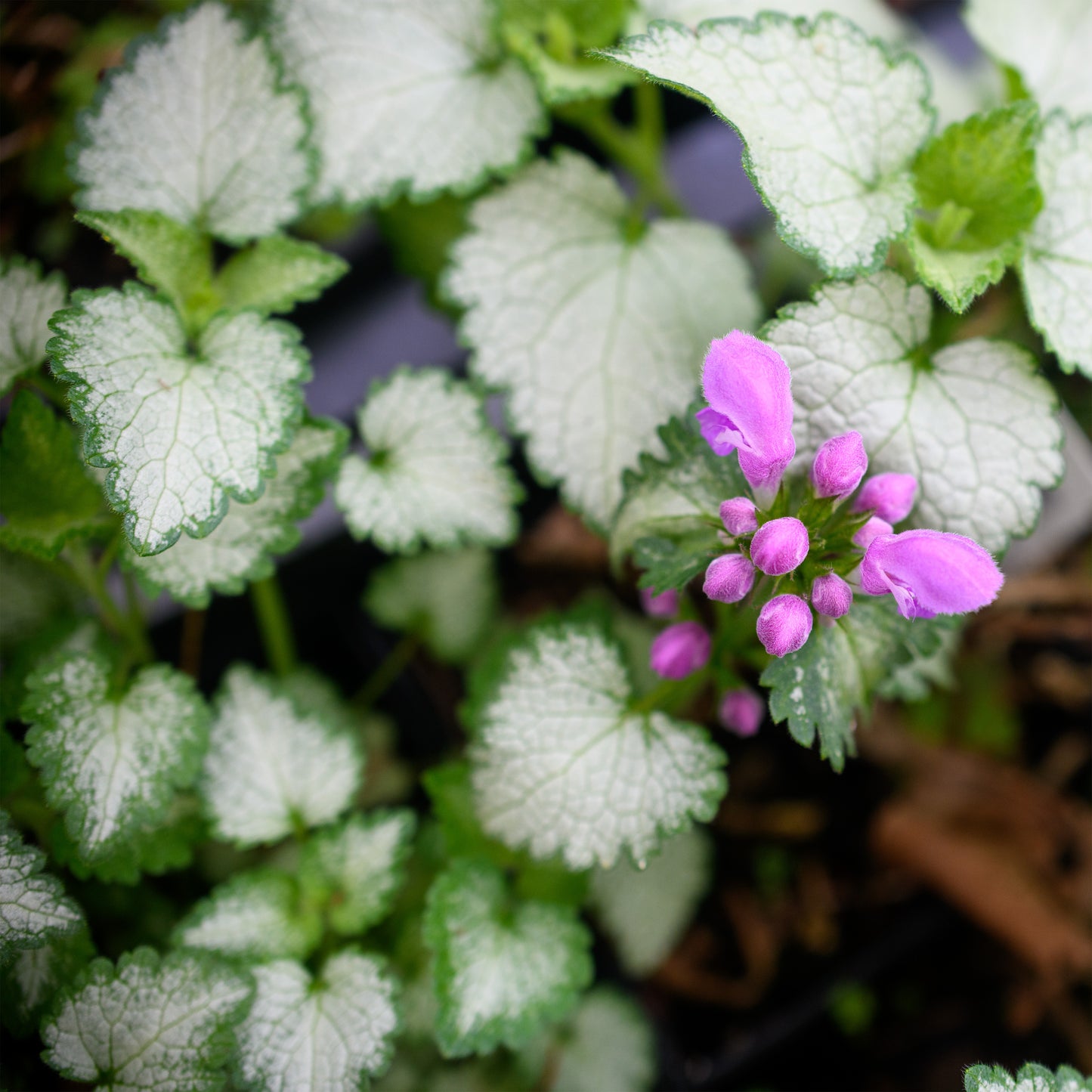 Lamium maculatum 'Orchid Frost'