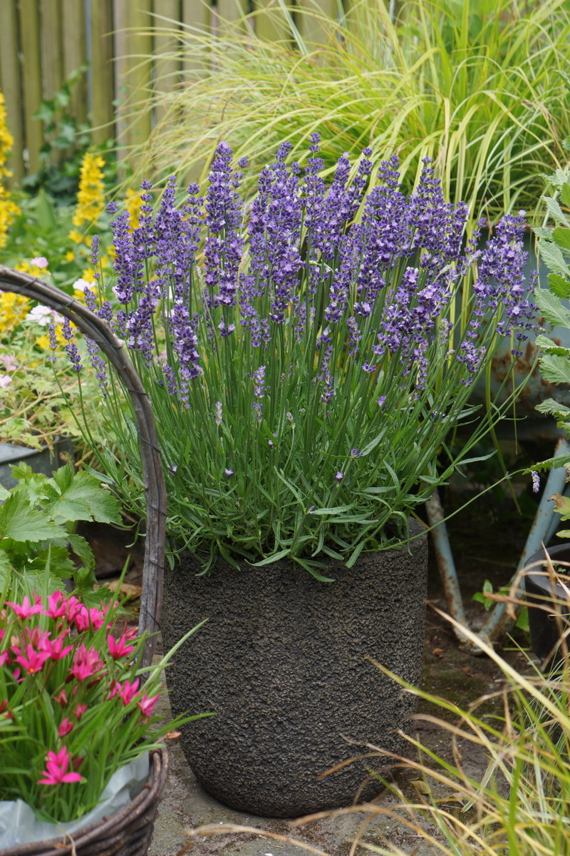 lavender plants large Lavandula angustifolia 'Big Time Blue' – Fieldstone Gardens Inc