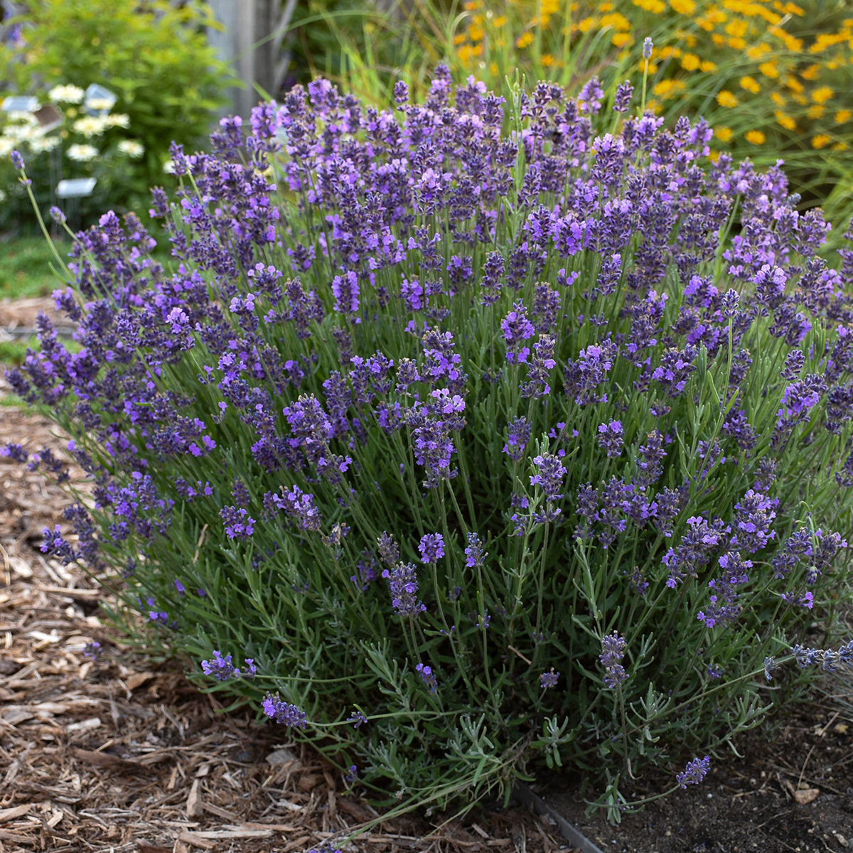 highly scented lavender plants Lavender angustifolia Hidcote blue
