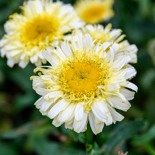Leucanthemum x superbum 'Real Charmer' (Shasta Daisy)