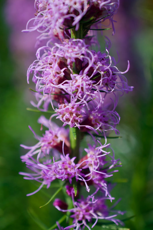 Liatris spicata