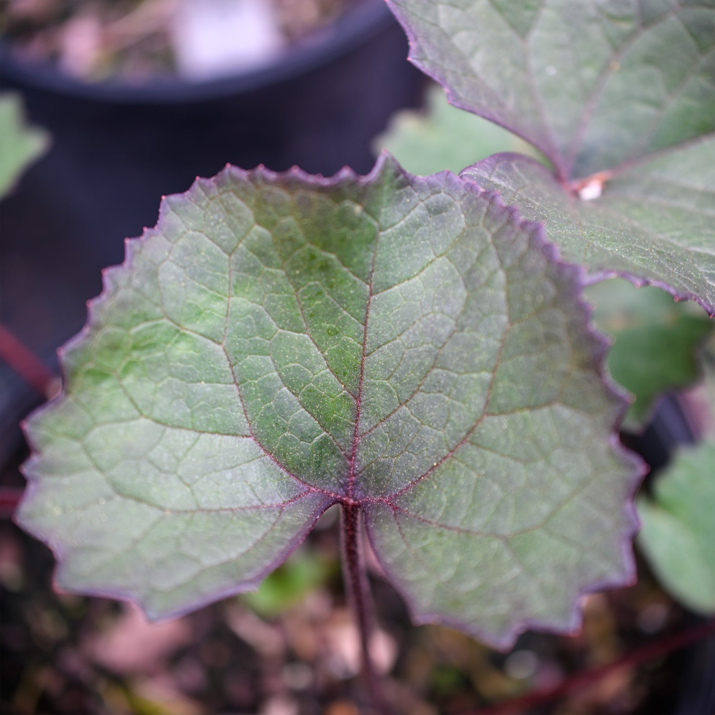Ligularia dentata 'Desdemona'
