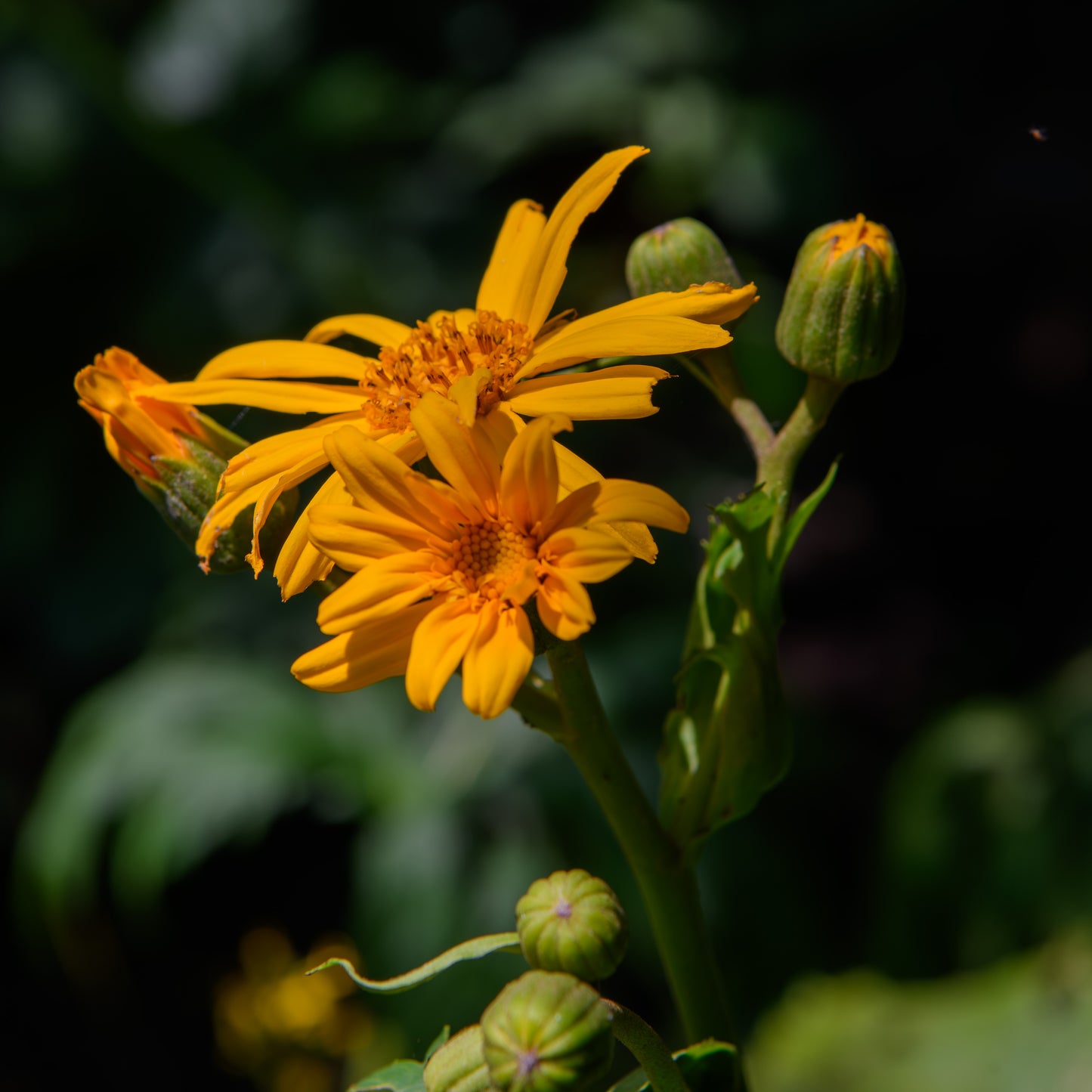 Ligularia japonica