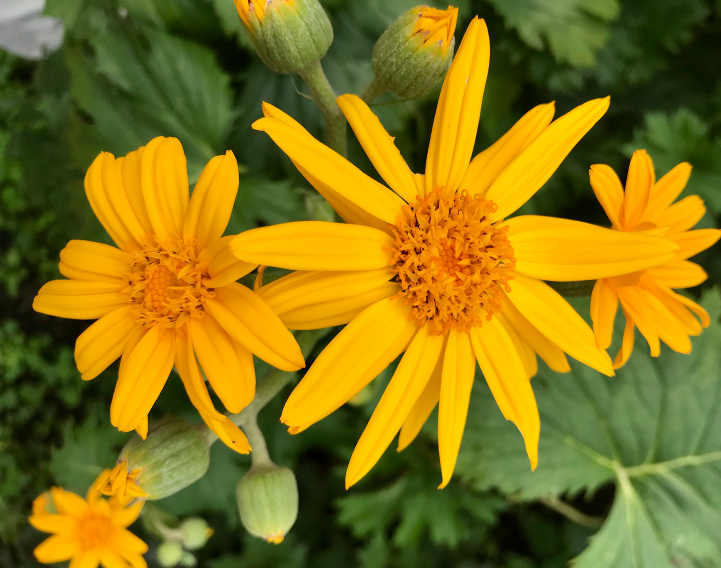 Ligularia x palmatiloba