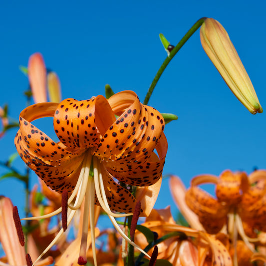 Lilium tigrinum  'Orange Tiger'
