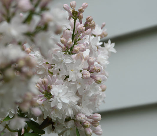 Syringa vulgaris 'Beauty of Moscow' - Lilac