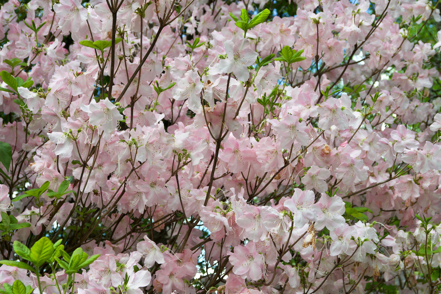 Azalea schlippenbachii (Royal Azalea)