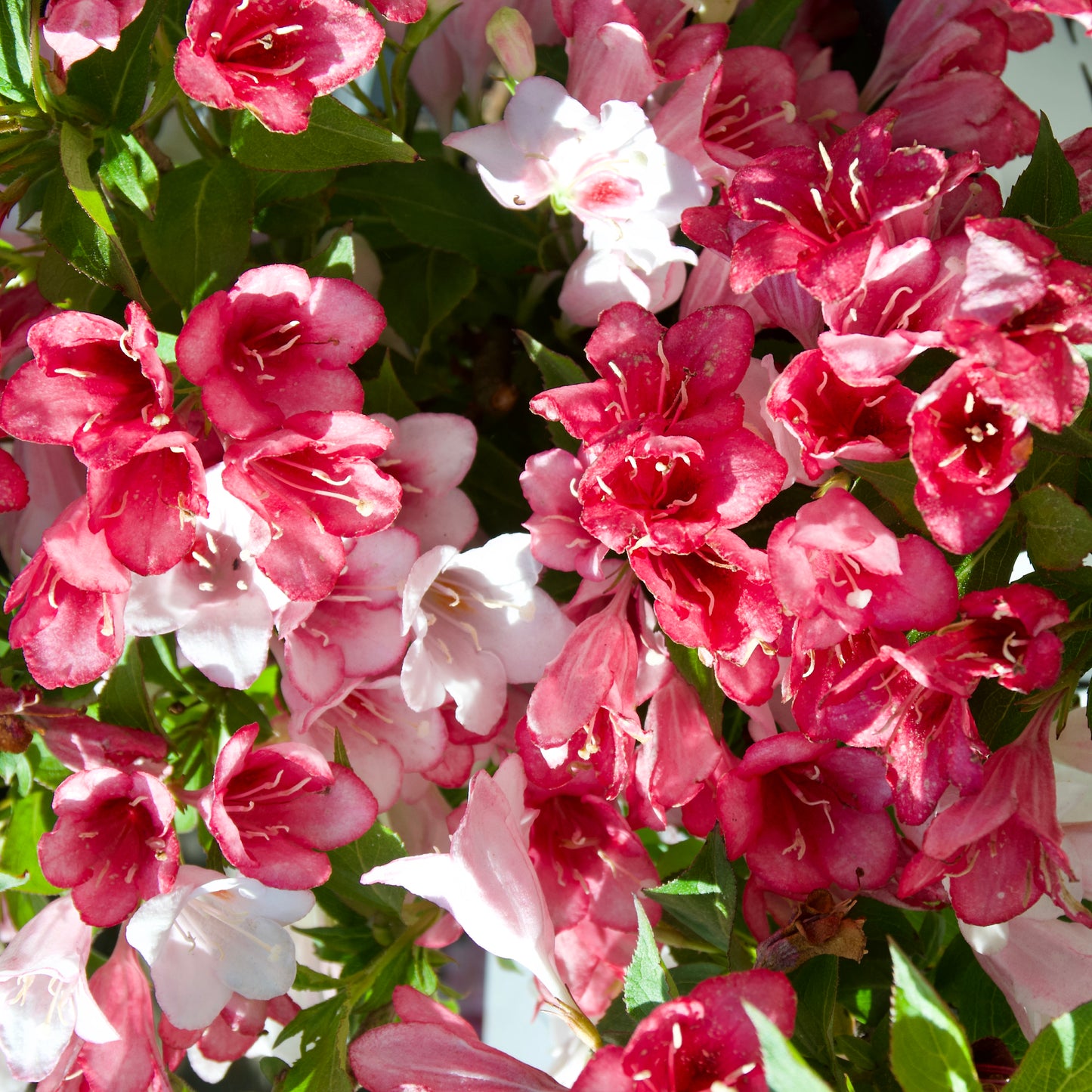Weigela 'Czechmark Trilogy' -