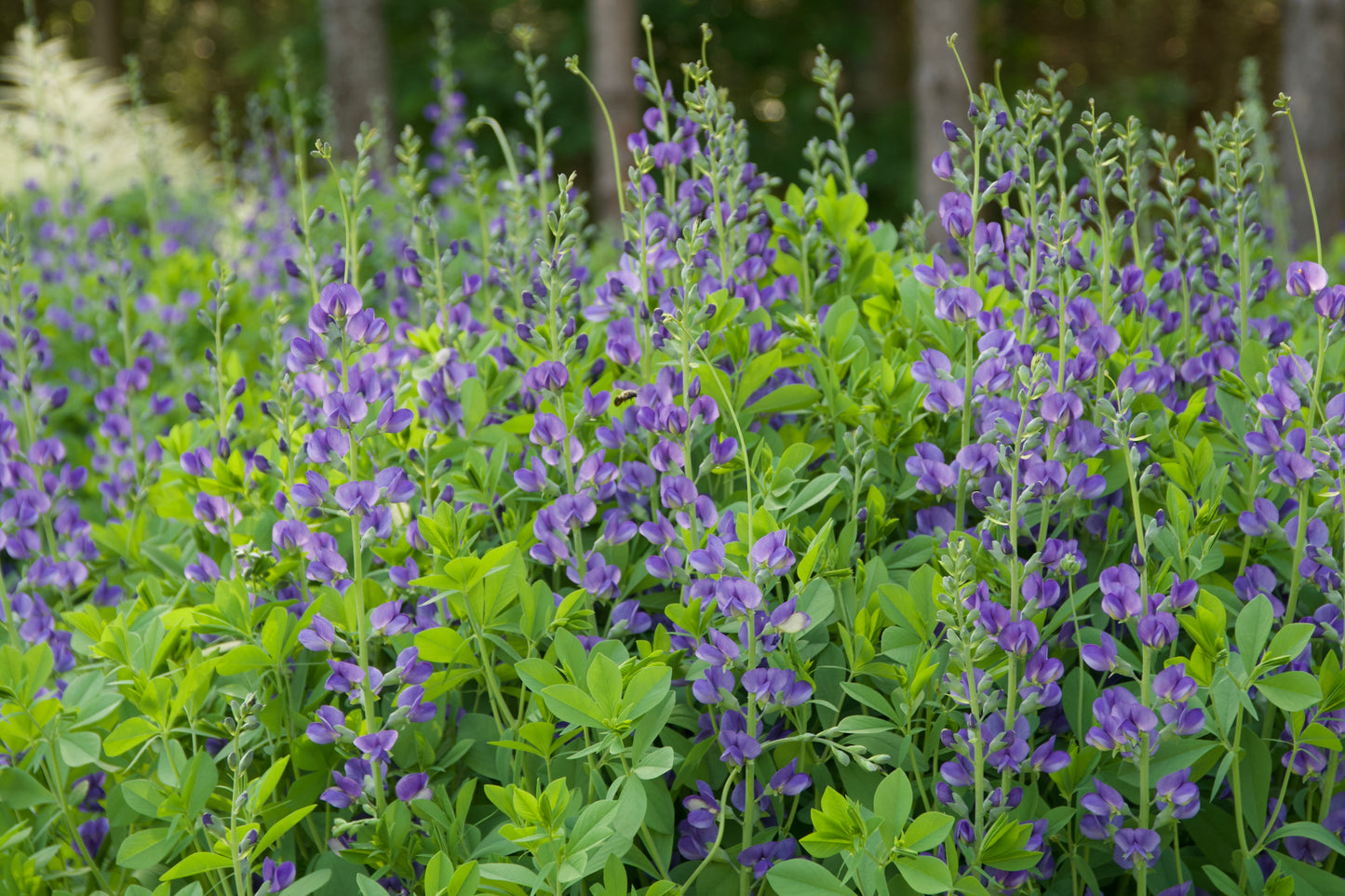 Baptisia minor