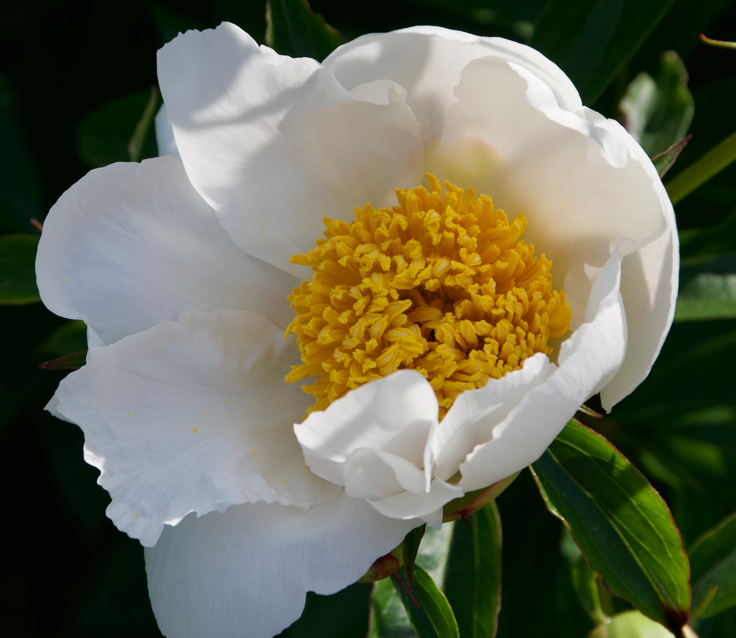Paeonia lactiflora 'White Wings' (Peony)