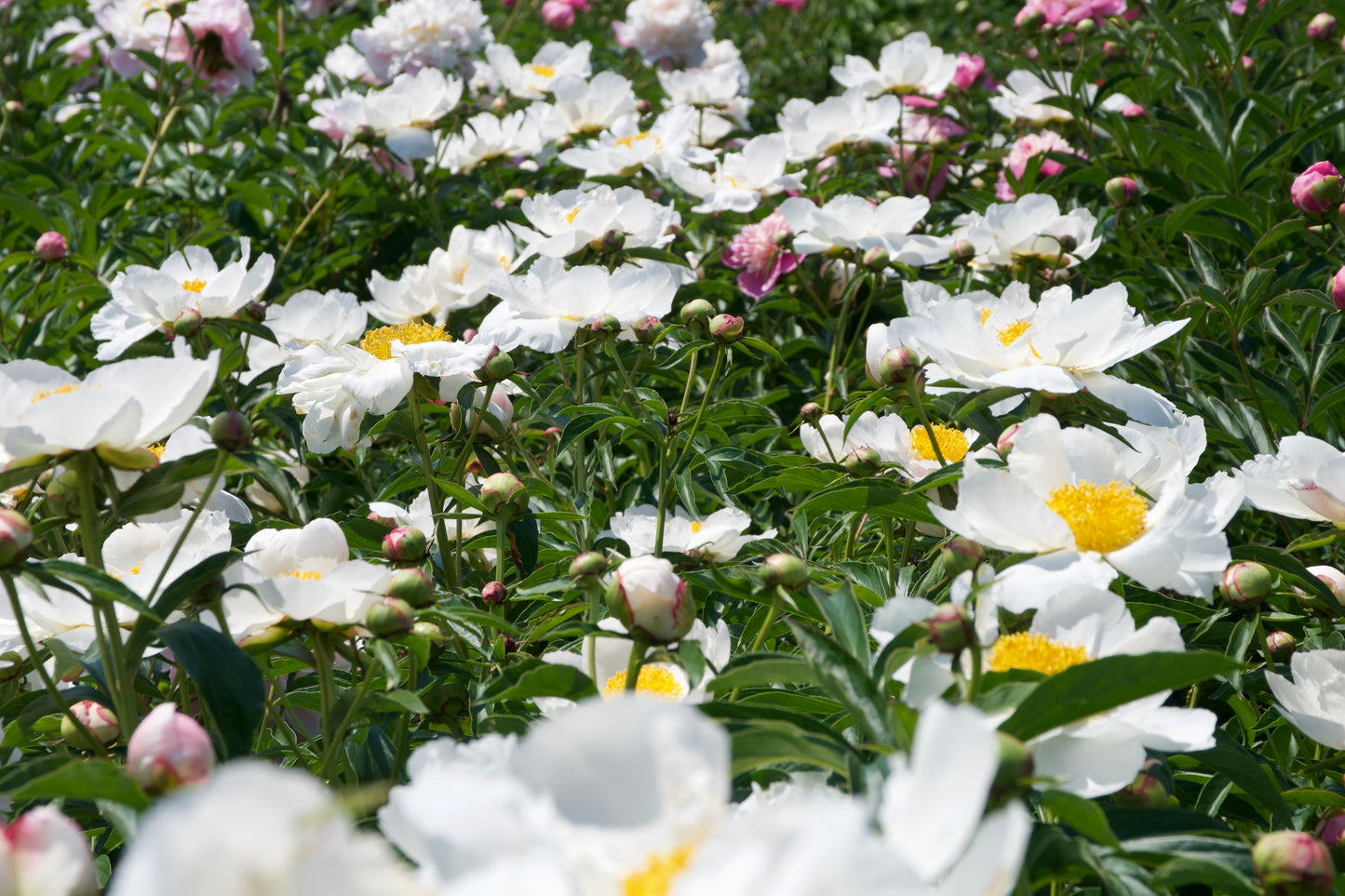 Paeonia lactiflora 'White Wings'
