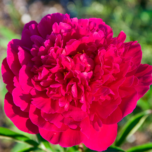 Paeonia lactiflora 'Kansas' (Peony)