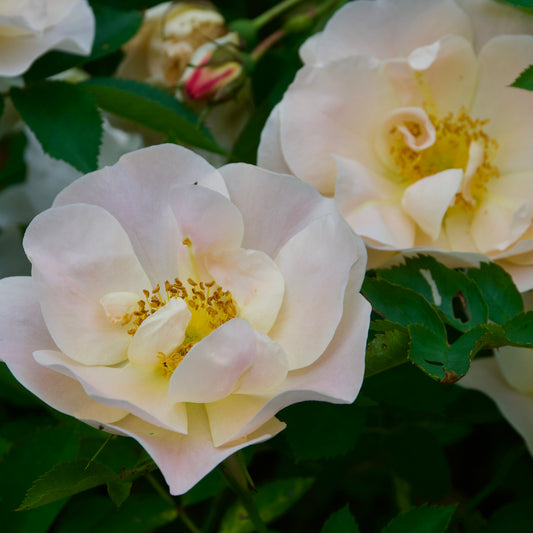 Rosa 'Above and Beyond'