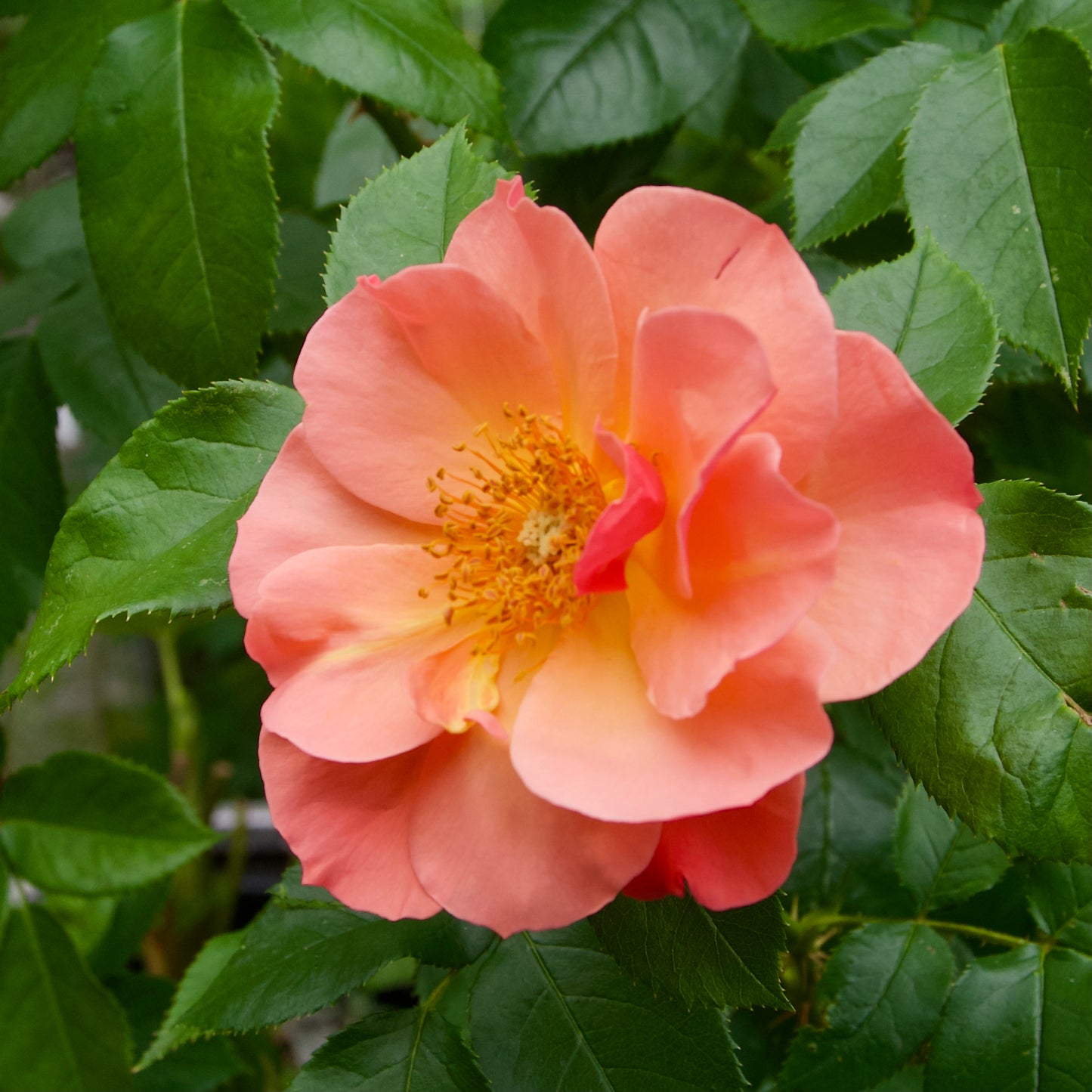 Rosa 'All the Rage'