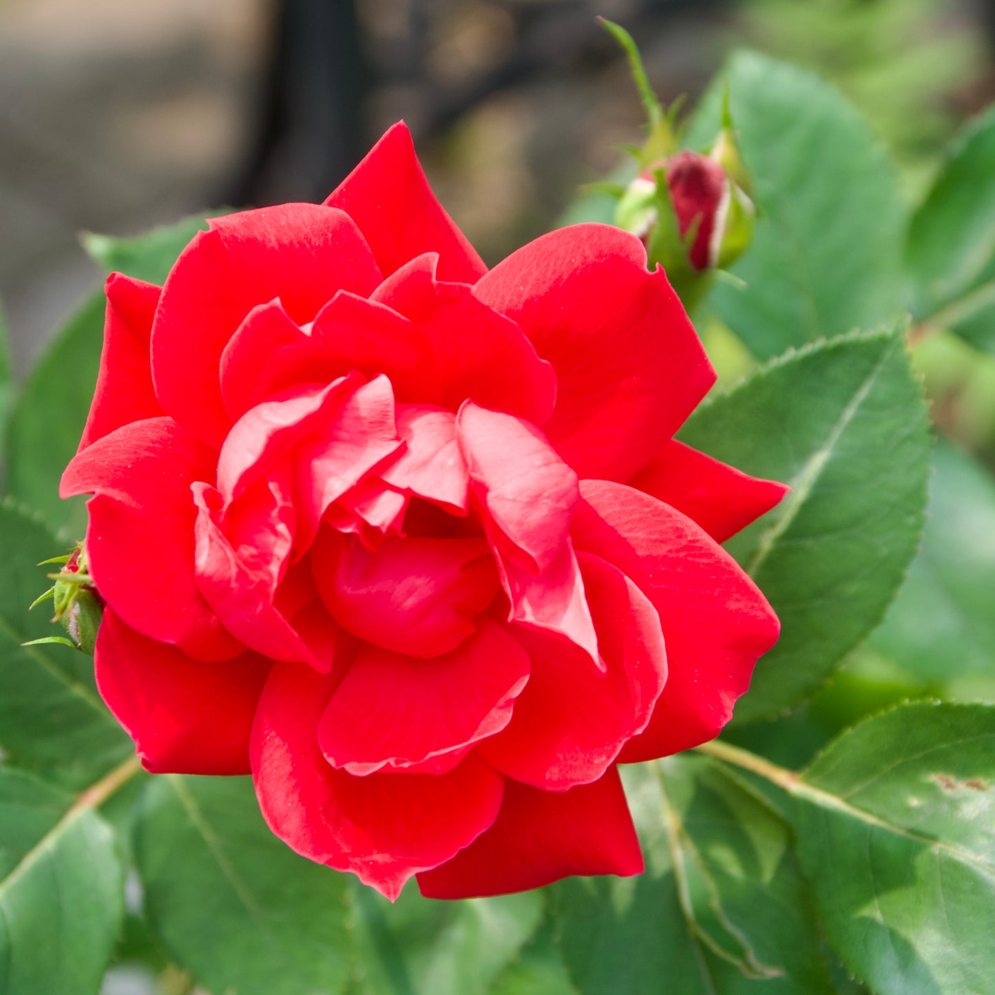 Rosa (Double Knockout) 'Rose' - Double Knockout