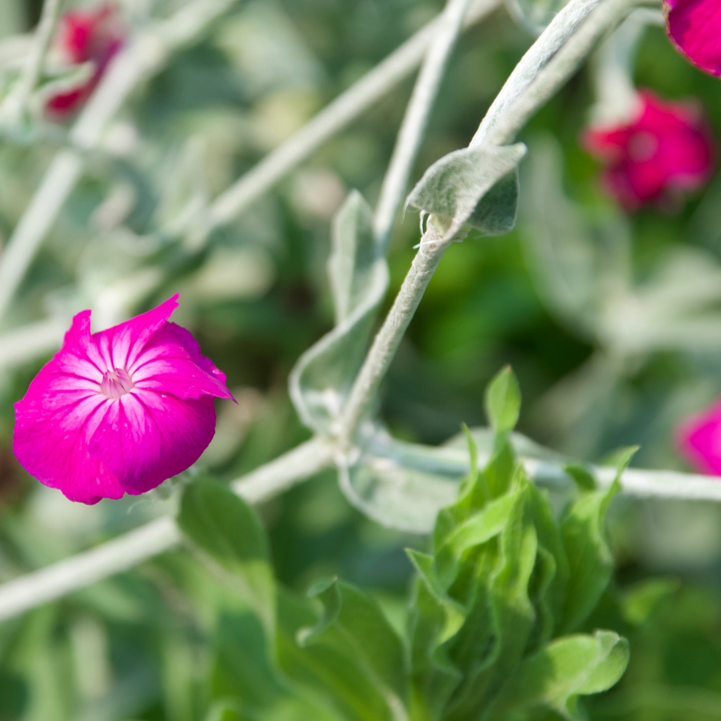Lychnis coronaria