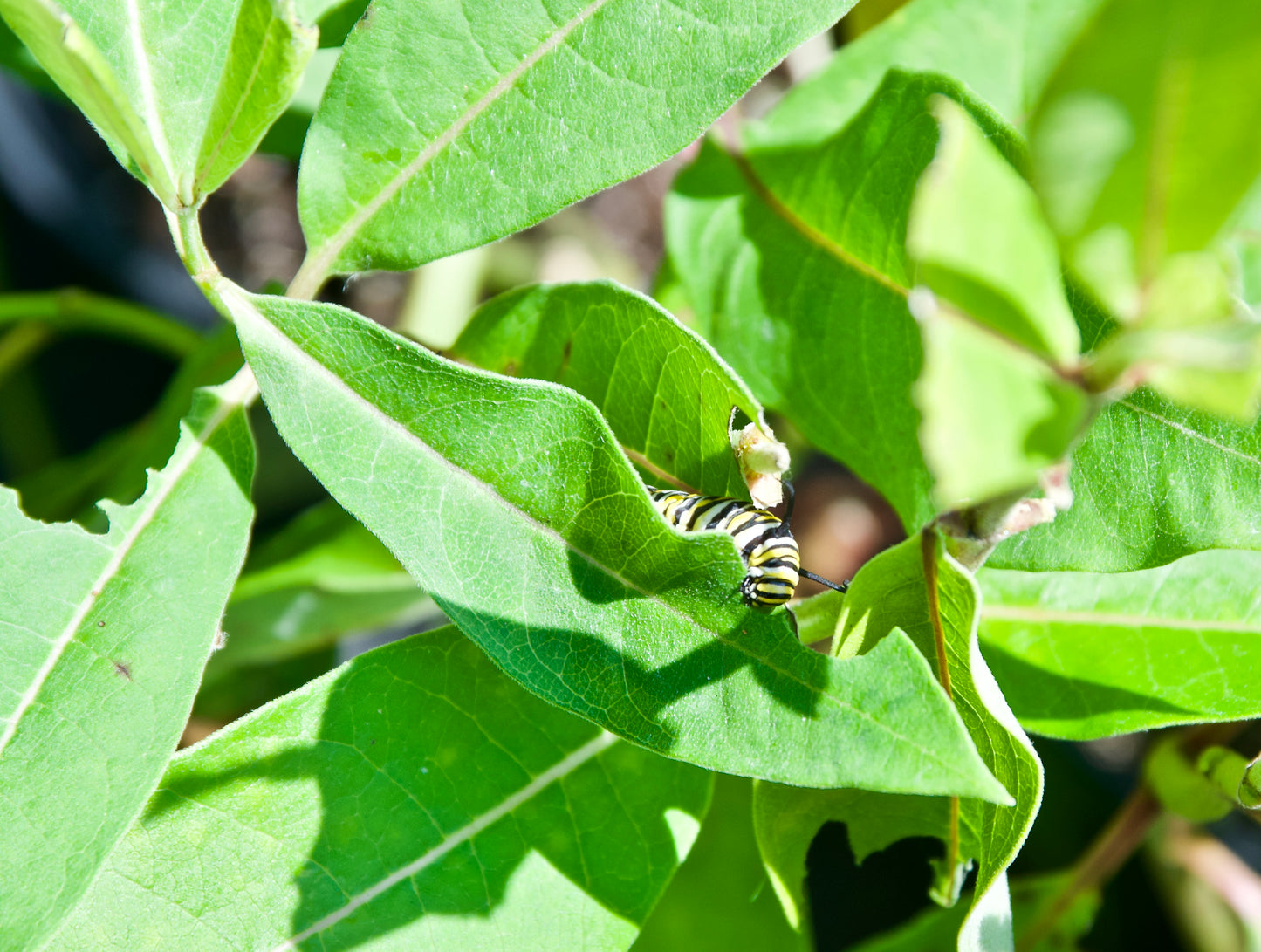 Asclepias syriaca (Common Milkweed)