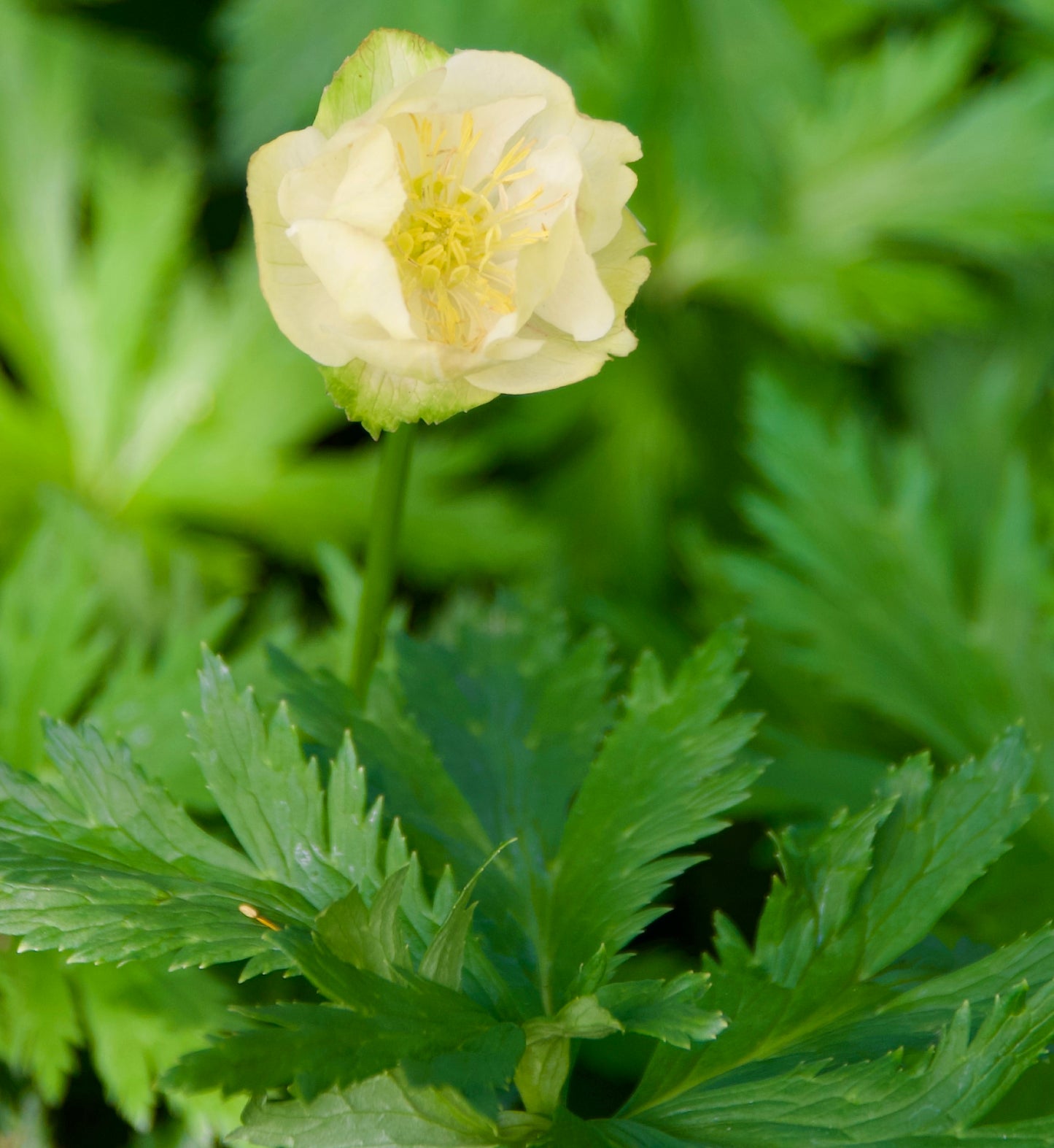 Trollius x cultorum 'Alabaster'