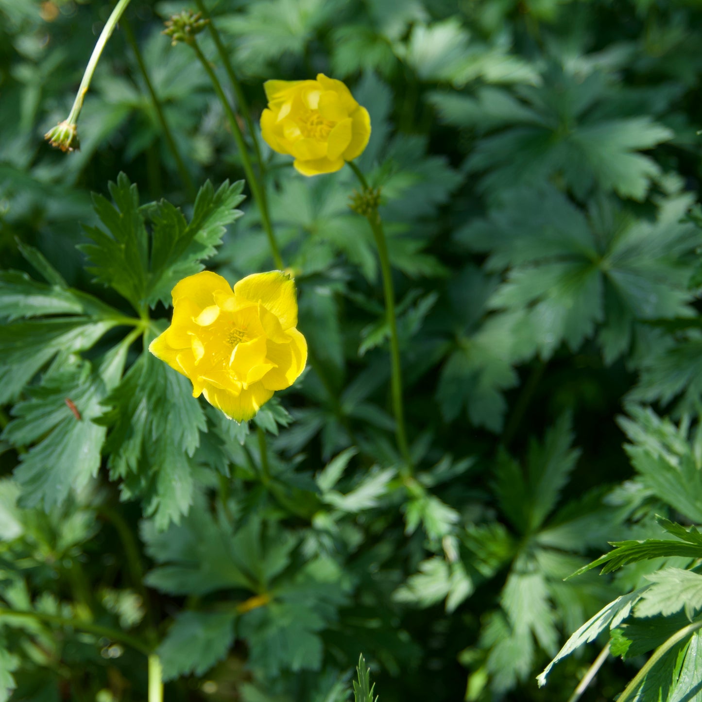 Trollius x cultorum 'Pritchard's Giant'