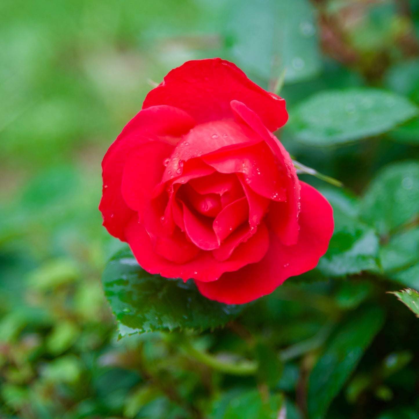 Rosa x 'Oso Easy Double Red'