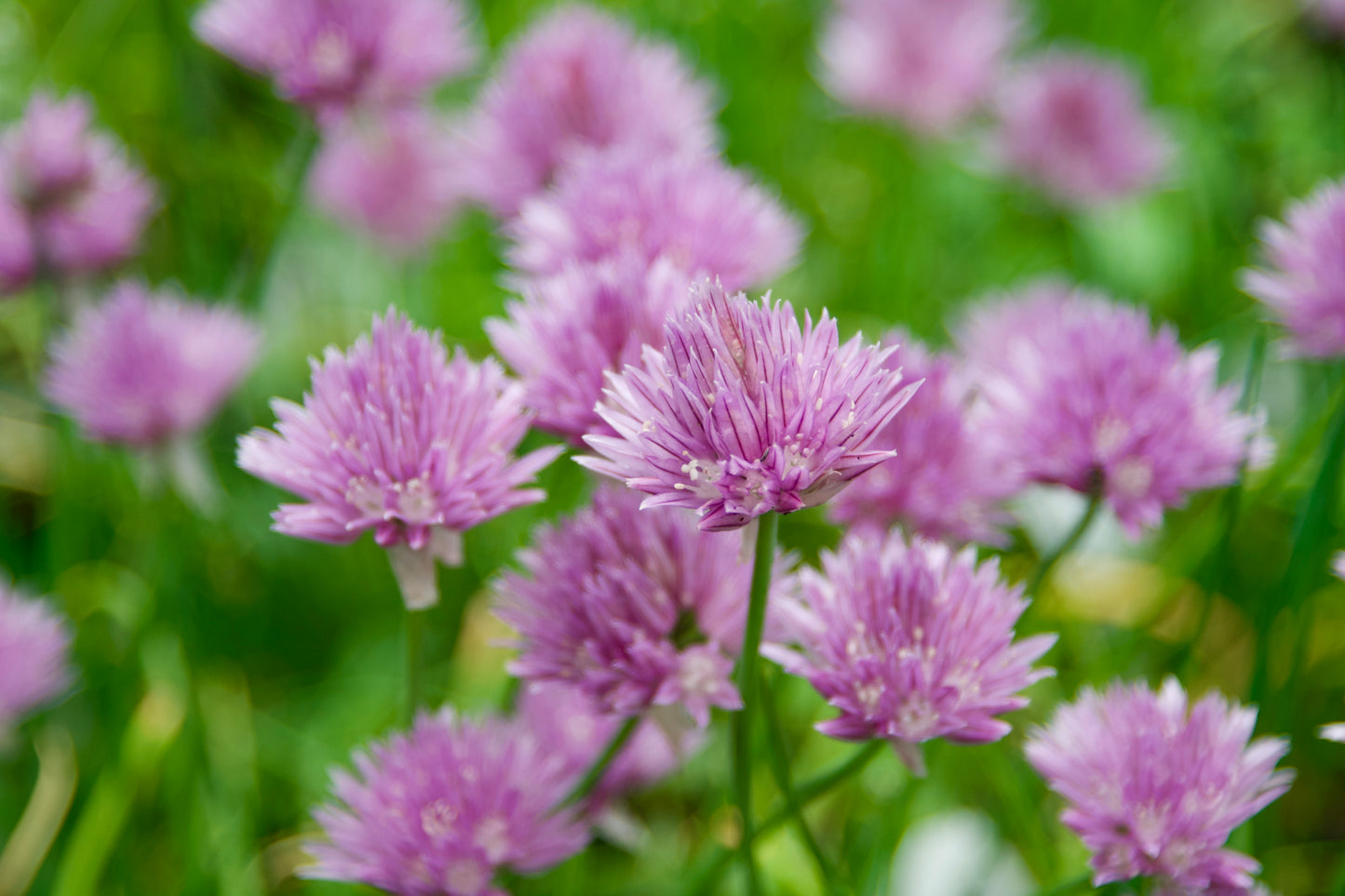 Allium schoenoprasum (Garden Chives)
