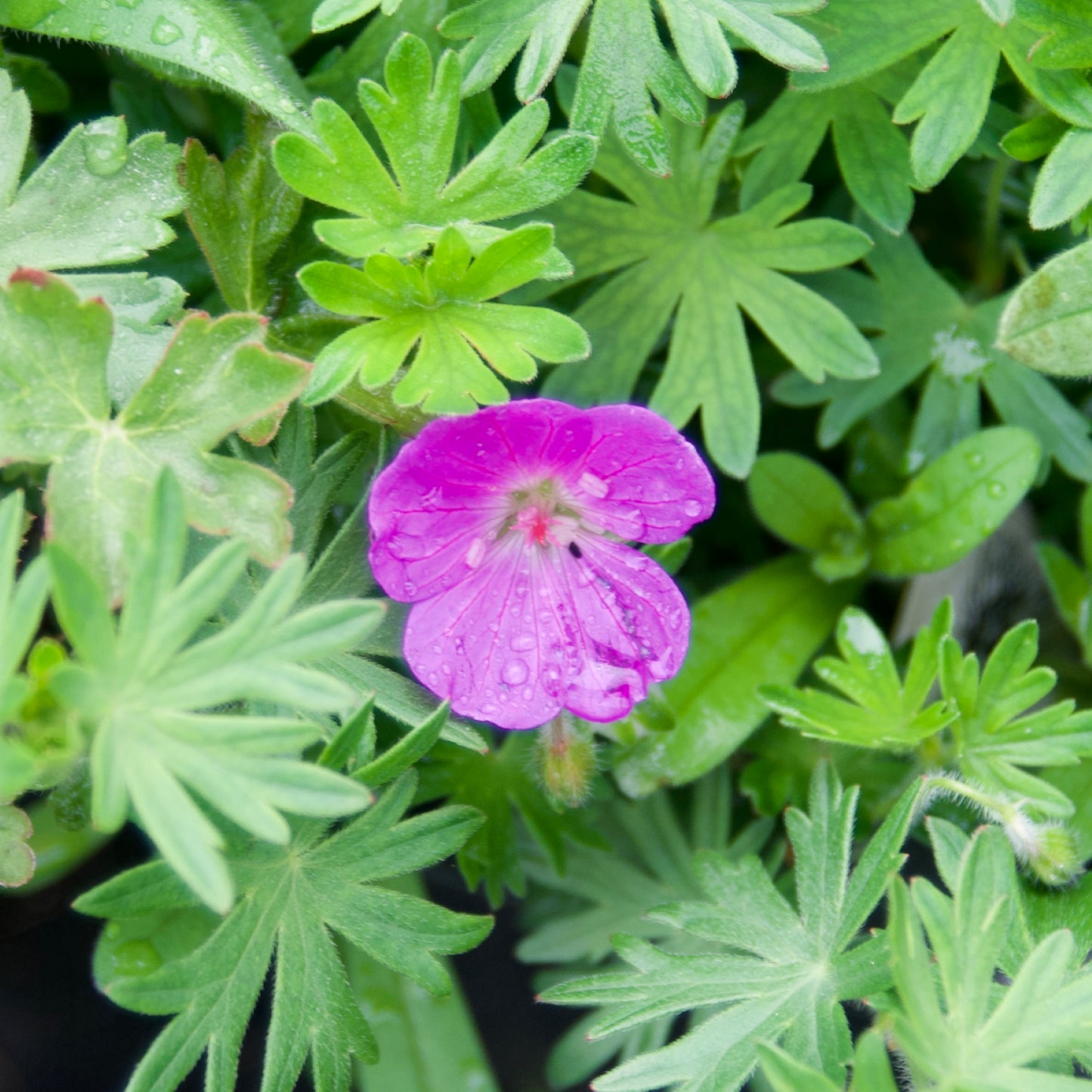 Geranium sanguineum 'Vision'
