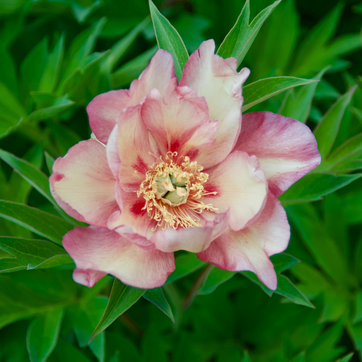 Paeonia Itoh 'Julia Rose'