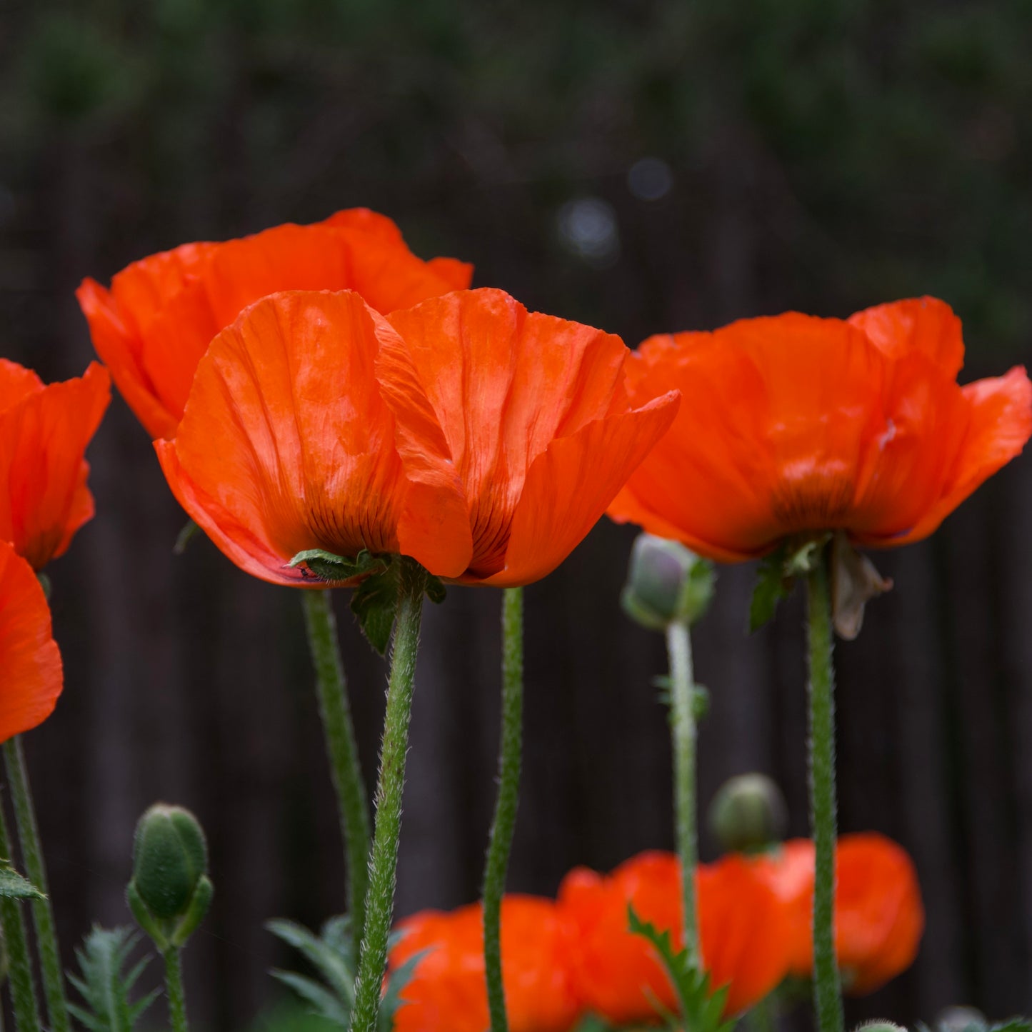 Papaver orientale 'Brilliant'