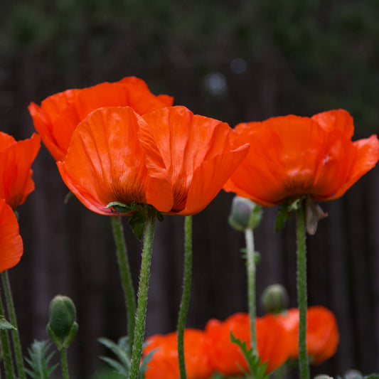 Papaver orientale 'Brilliant' (Poppy)