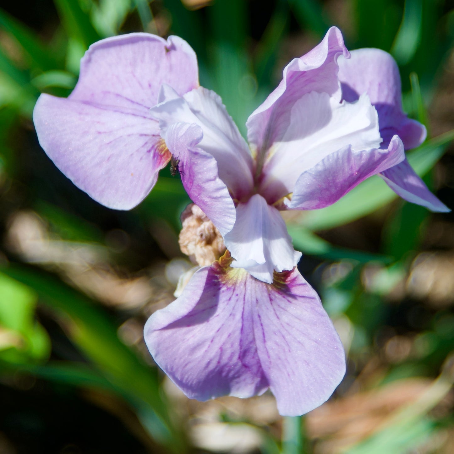 Iris sibirica 'Pink Haze'