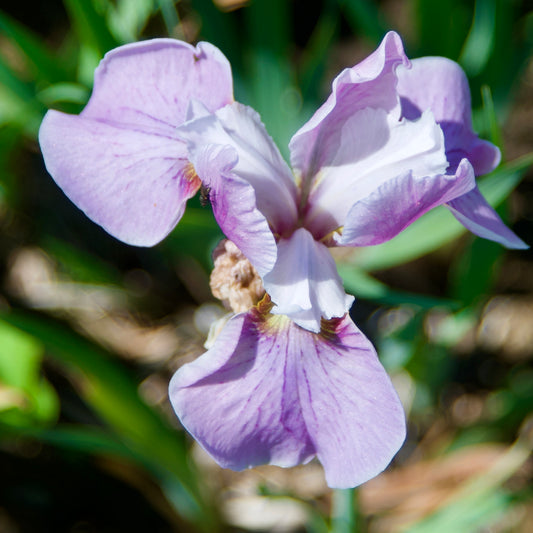 Iris sibirica 'Pink Haze'