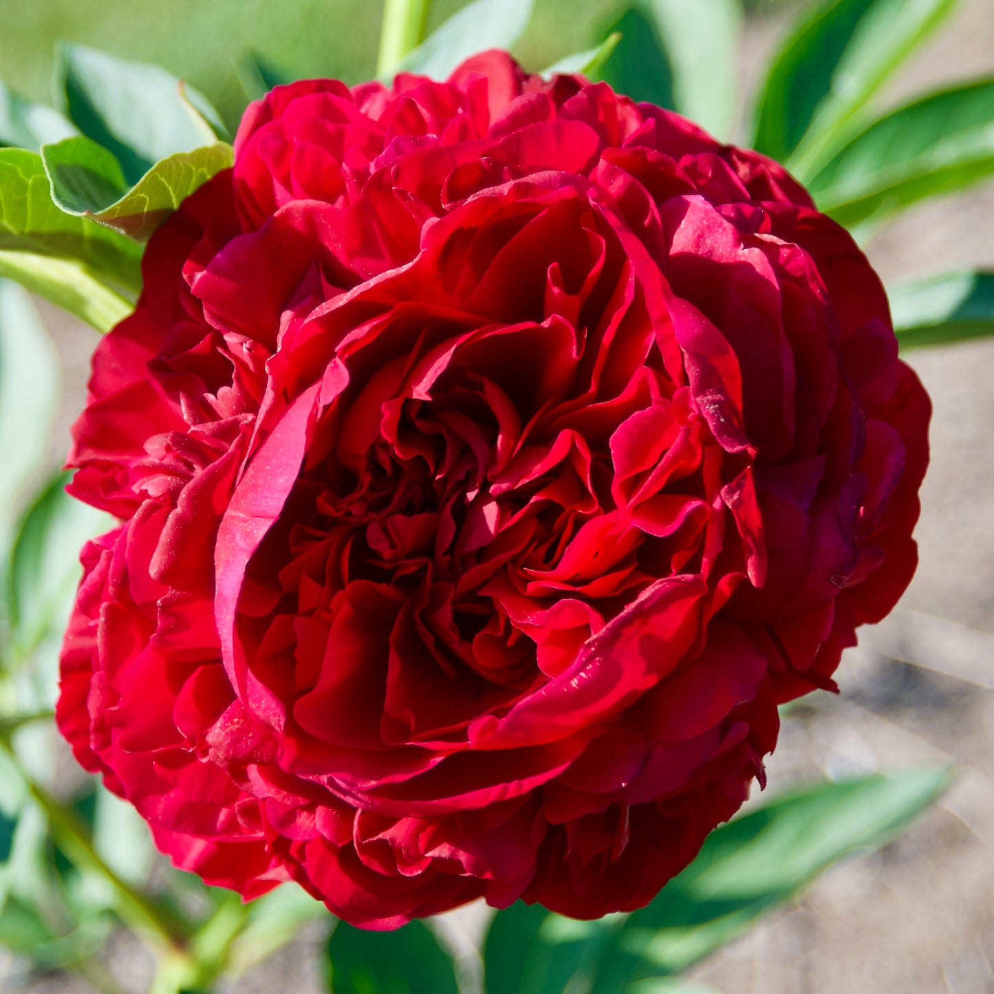Paeonia (Herbaceous Hybrid) 'Carol'