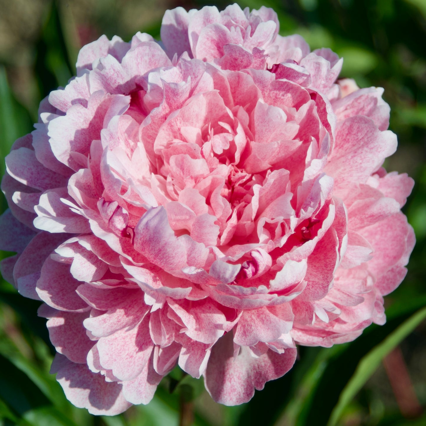 Paeonia lactiflora 'The Fawn' (Peony)