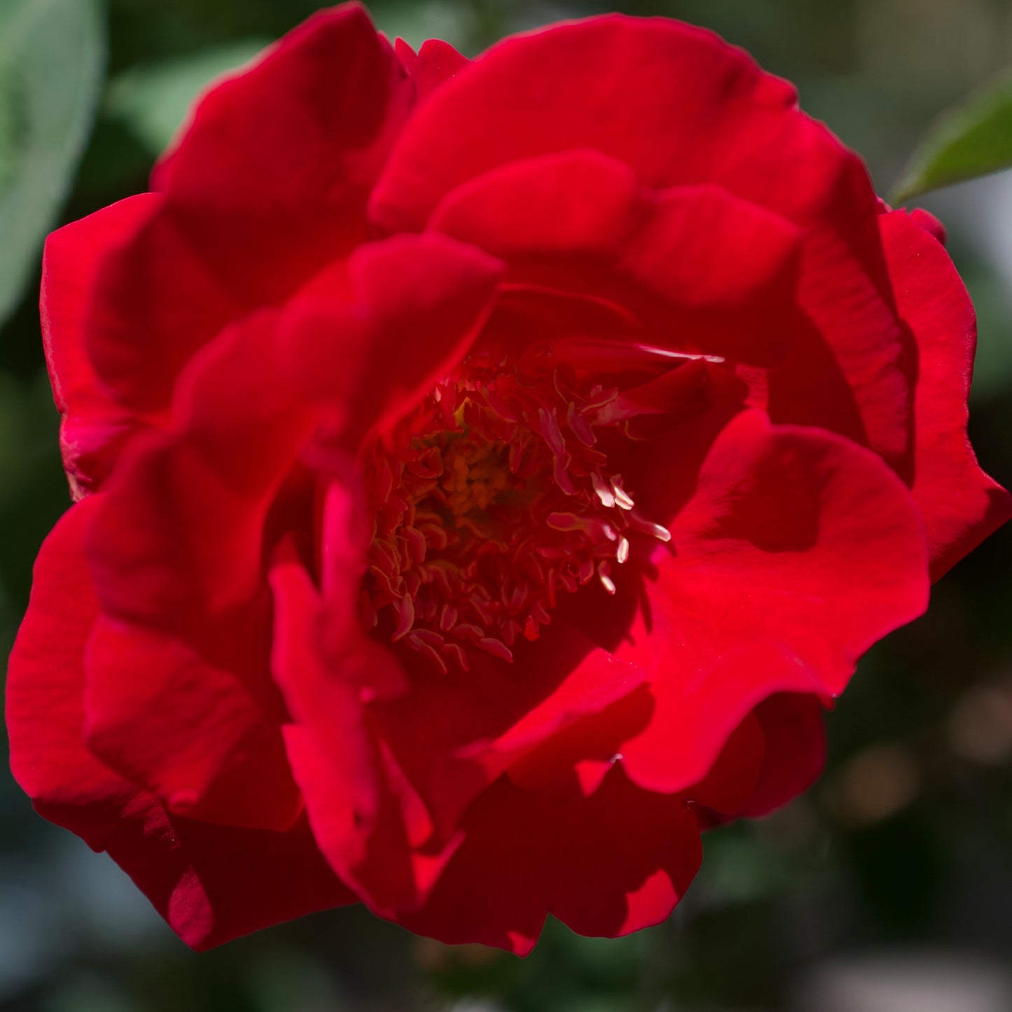 Rosa 'Cuthbert Grant' -