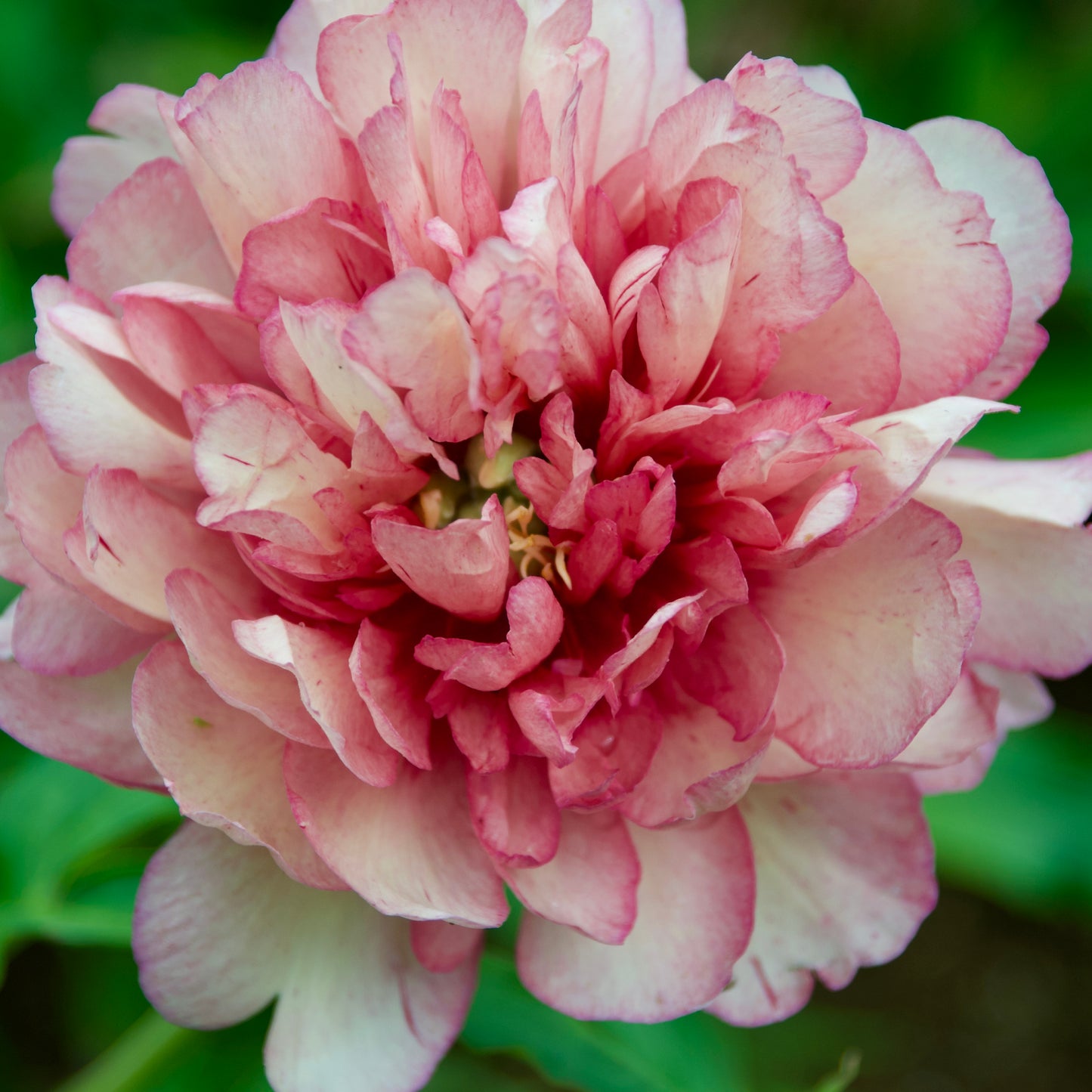 Paeonia Itoh 'Hillary' (Peony)