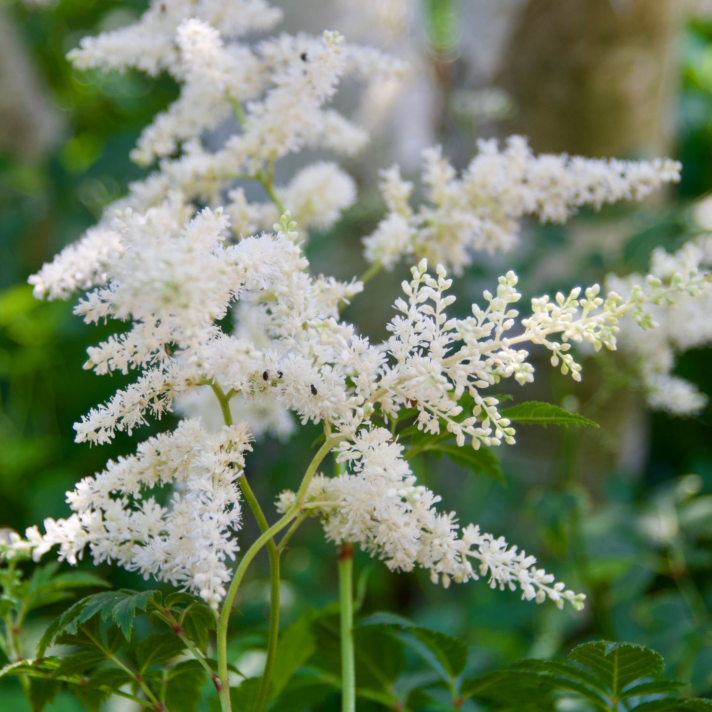 Astilbe arendsii 'Avalanche'