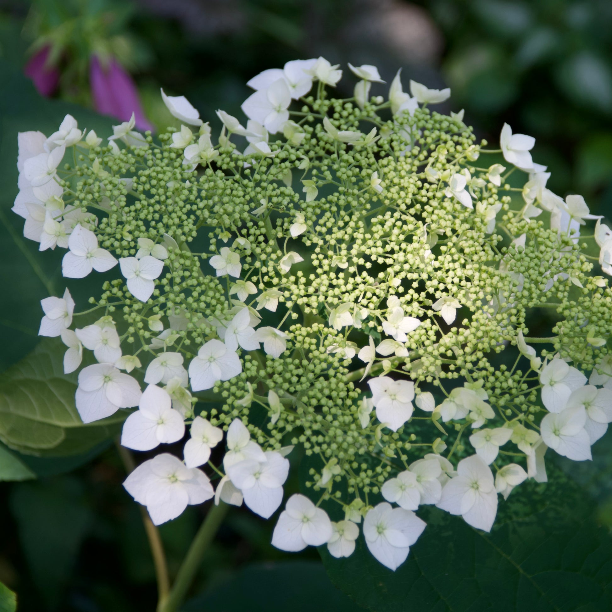 A close-up image of a Hydrangea arborescens 'Haas Halo' shrub with large white blossoms and blue-green foliage.