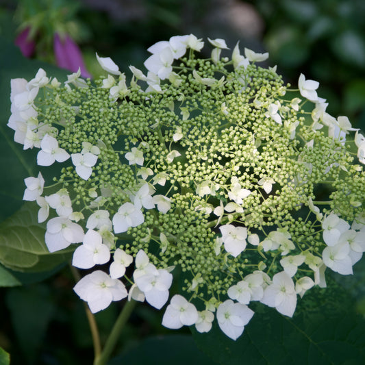 A close-up image of a Hydrangea arborescens 'Haas Halo' shrub with large white blossoms and blue-green foliage.