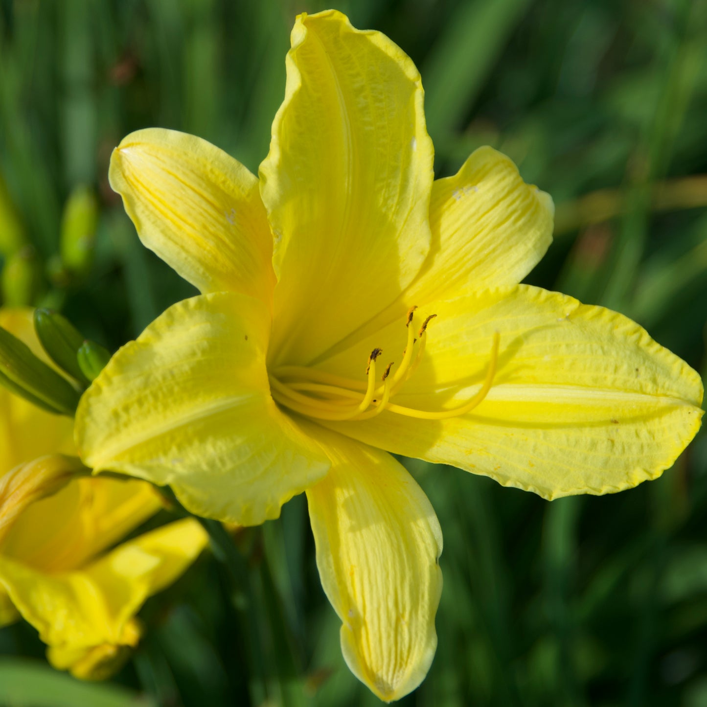 Hemerocallis 'Hyperion'