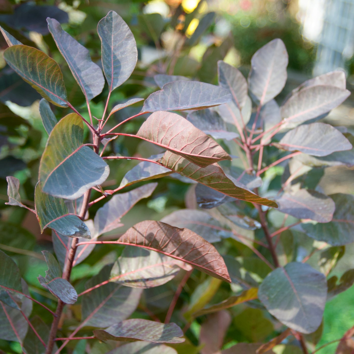 Cotinus 'Grace' - Smokebush