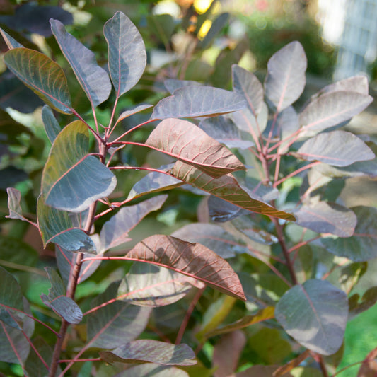 Cotinus 'Grace' - Smokebush