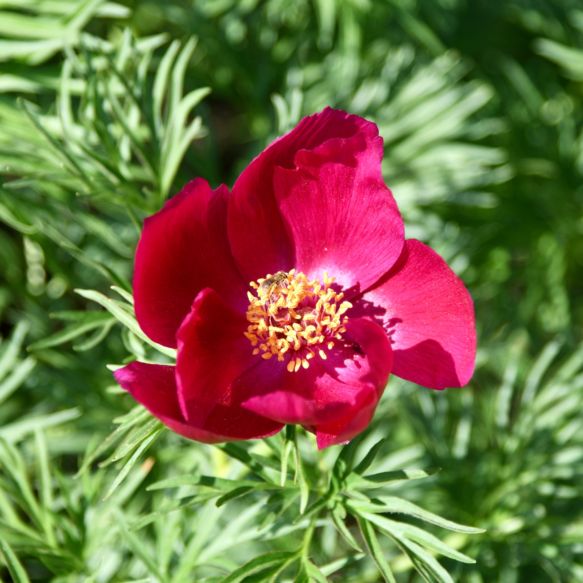 Red, single petal flower with fern like foliage in the background