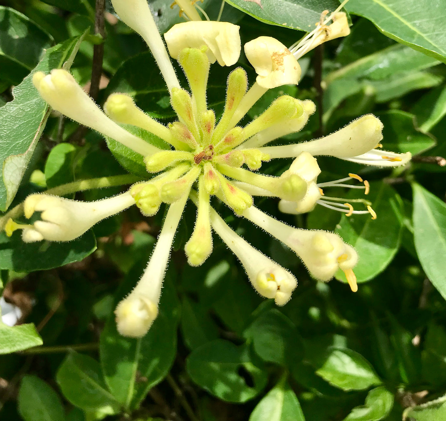 Lonicera periclymenum 'Scentsation'