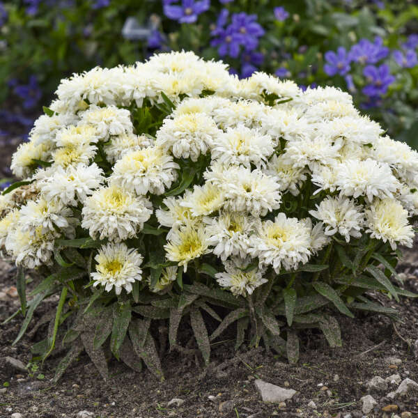 Leucanthemum superbum 'Ice Cream Dream'
