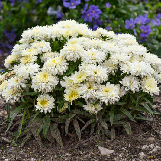 Leucanthemum superbum 'Ice Cream Dream' (Shasta Daisy)