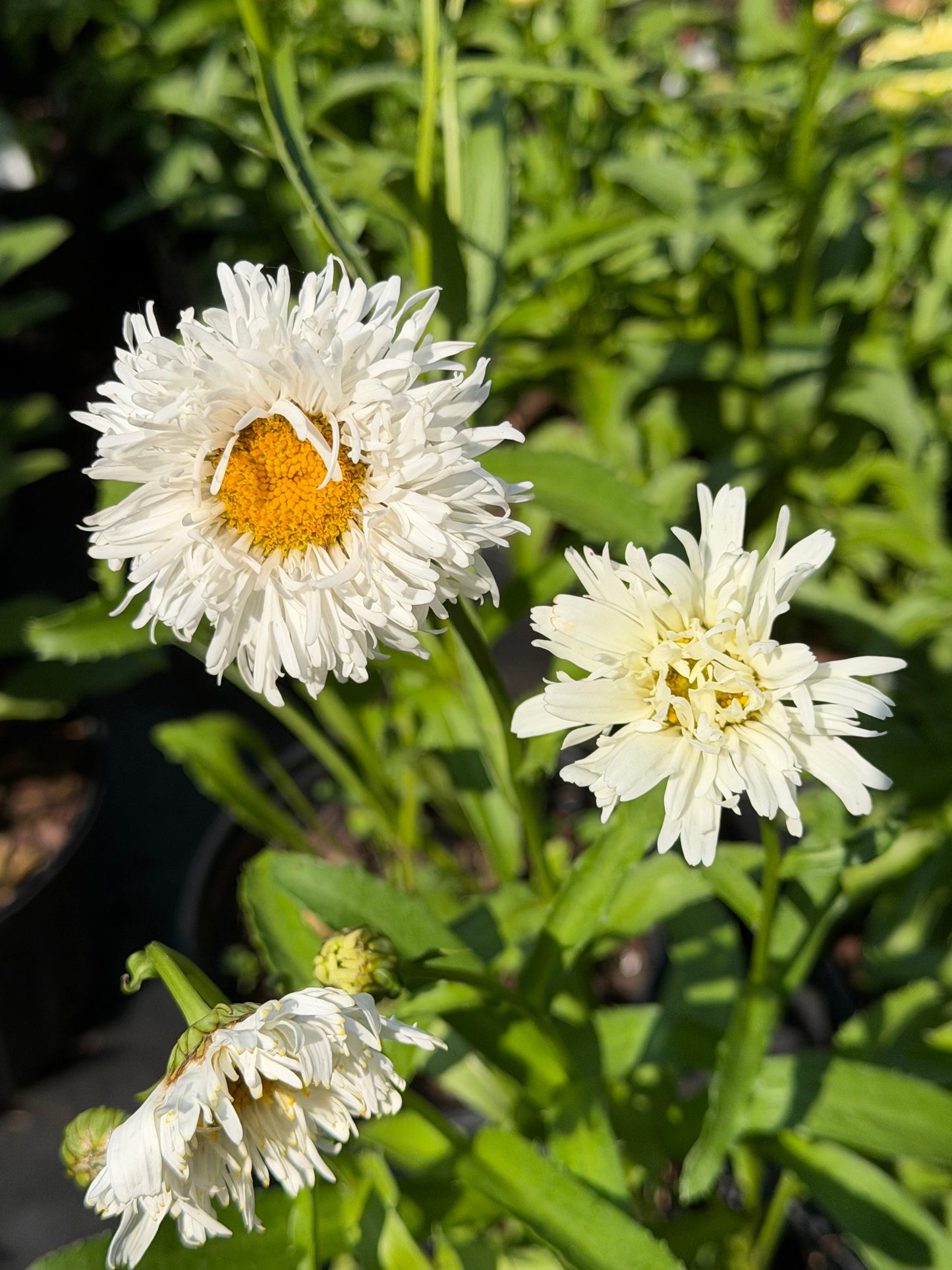 White daisy-like flowers with yellow centers growing among green leaves in a garden setting.