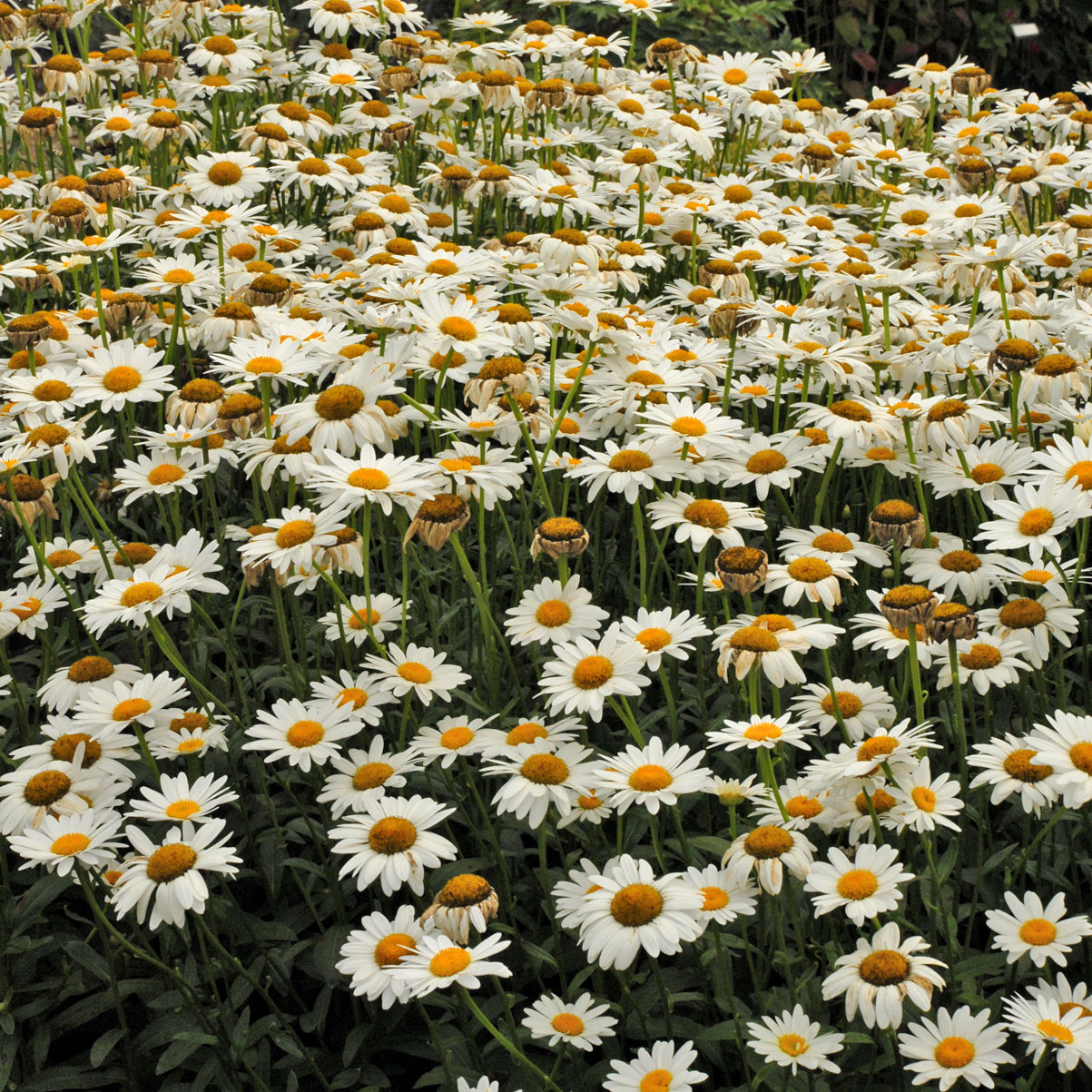 Leucanthemum x superbum 'Becky' (Shasta Daisy)